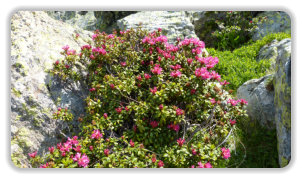 rhododendron au col de Lessine