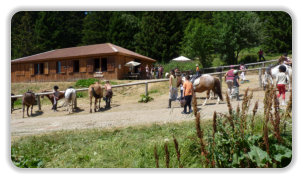 poneys au centre équestre du plateau de l'Arselle
