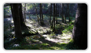 sous-bois aux Seiglières