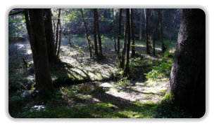 sous-bois aux Seiglières