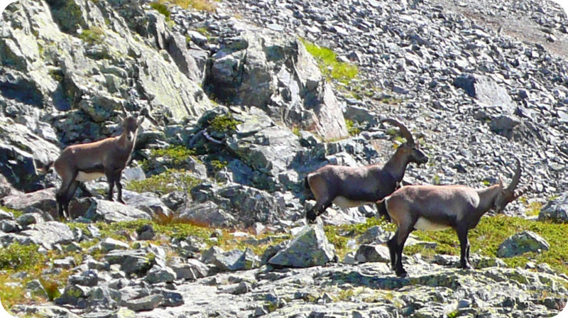 marmotte aux Van