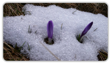 premiers crocus